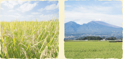 浅科の水田風景