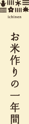 お米づくりの1年間