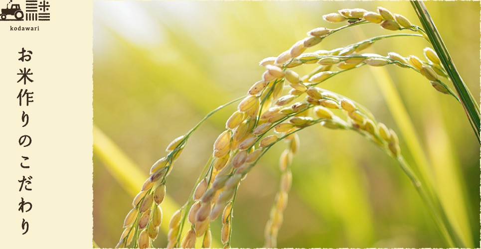 お米づくりのこだわり
