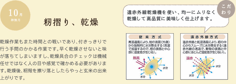 10月　籾摺り、乾燥：乾燥作業もまた時間との戦いであり、付きっきりで行う手間のかかる作業です。早く乾燥させないと味が落ちてしまいますし、乾燥具合のチェックは機械任せではなく人の目や感覚で確かめる必要があります。乾燥後、籾殻を擦り落としたらやっと玄米の出来上がりです。【遠赤外線乾燥機を使い、均一にムリなく乾燥して高品質に美味しく仕上げます。】