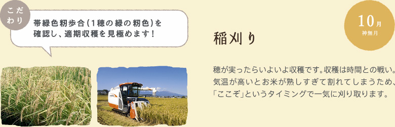 10月　稲刈り：穂が実ったらいよいよ収穫です。収穫は時間との戦い。気温が高いとお米が熟しすぎて割れてしまうため、「ここぞ」というタイミングで一気に刈り取ります。【帯緑色籾歩合（1穂の緑の籾色）を確認し、適期収穫を見極めます！】