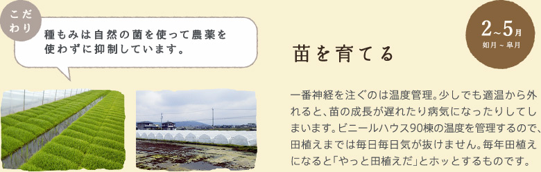 2〜5月　苗を育てる：一番神経を注ぐのは温度管理。少しでも適温から外れると、苗の成長が遅れたり病気になったりしてしまいます。ビニールハウス90棟の温度を管理するので、田植えまでは毎日毎日気が抜けません。毎年田植えになると「やっと田植えだ」とホッとするものです。【種もみは自然の菌を使って農薬を使わずに抑制しています。】