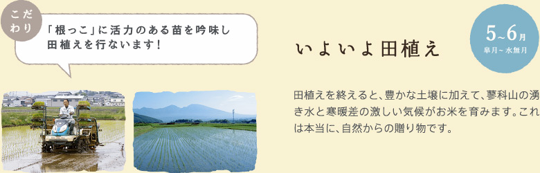 5〜6月　いよいよ田植え：田植えを終えると、豊かな土壌に加えて、蓼科山の湧き水と寒暖差の激しい気候がお米を育みます。これは本当に、自然からの贈り物です。【「根っこ」に活力のある苗を吟味し田植えを行ないます！】