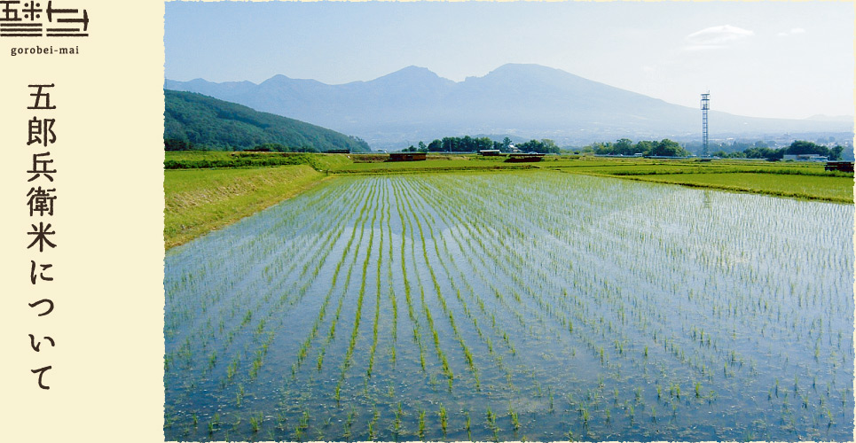 五郎兵衛米について